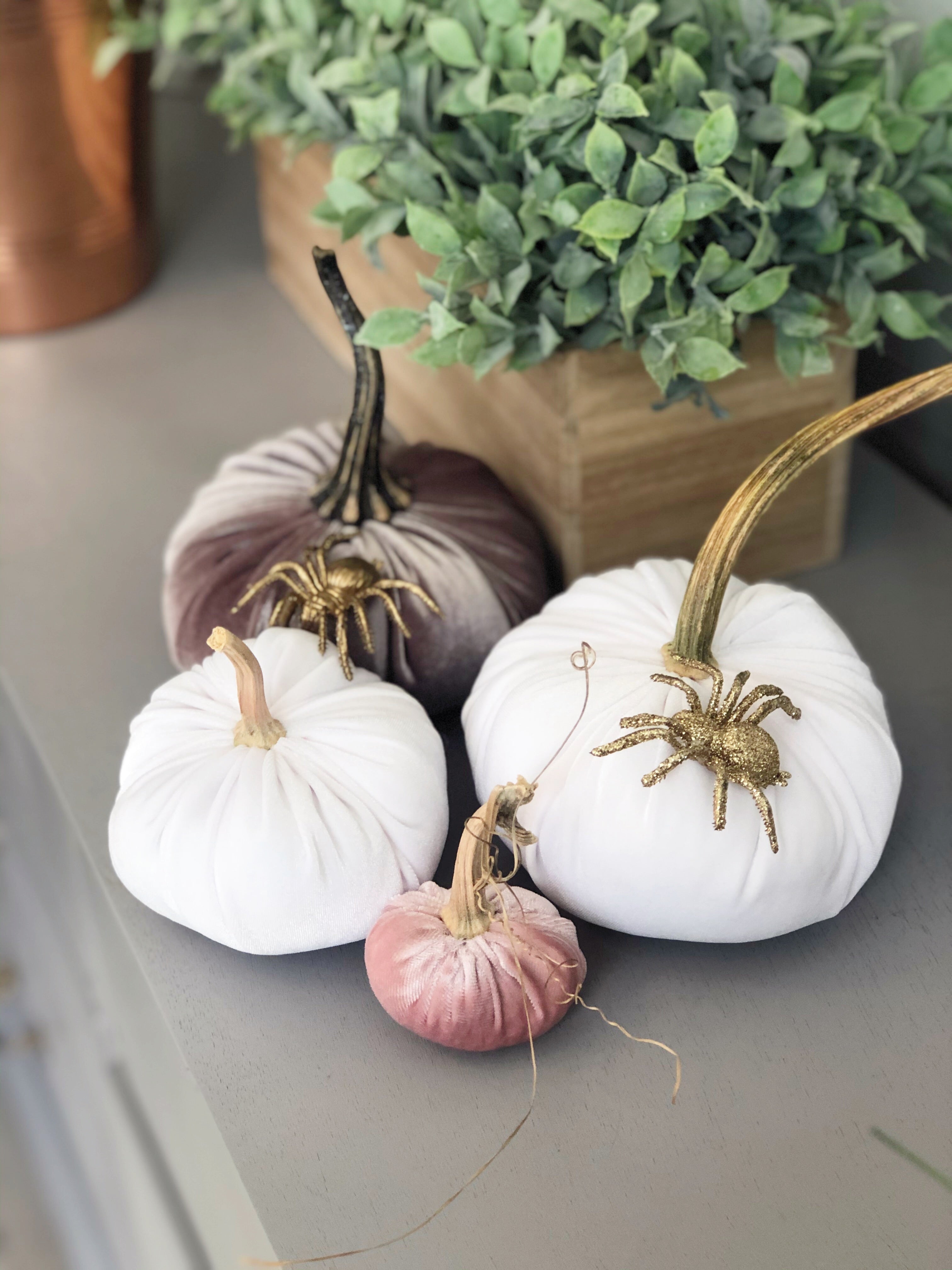 White Velvet Pumpkin with Real Stem