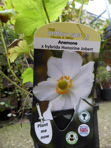 Anemone x Hybrida Honorine Jobert – The Yellow Spade Ltd