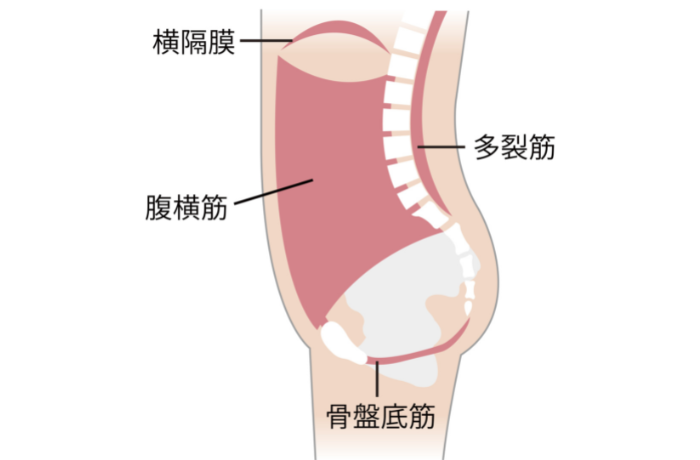 体幹部のインナーマッスル