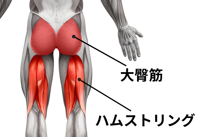 大臀筋とハムストリング