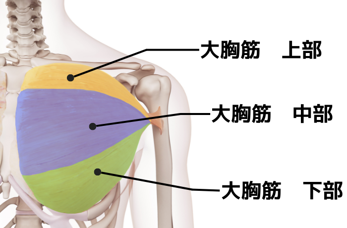 大胸筋の上部中部下部を説明している画像