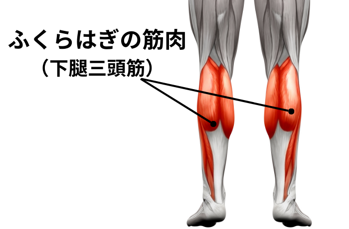 ふくらはぎ（下腿三頭筋）