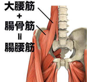 腸腰筋