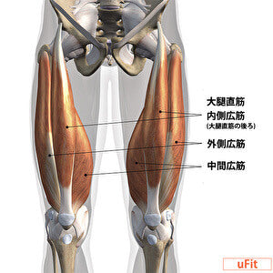 大腿四頭筋