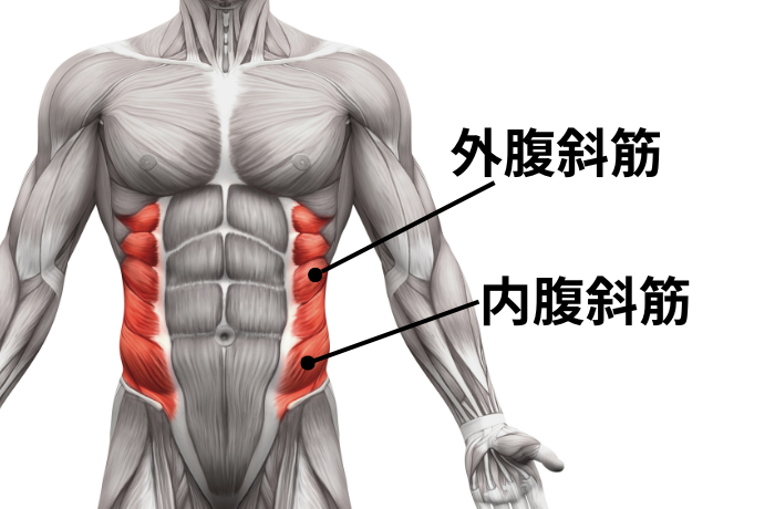 腹斜筋