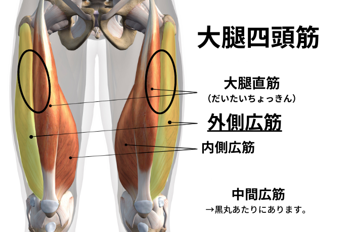 大腿四頭筋の外側広筋