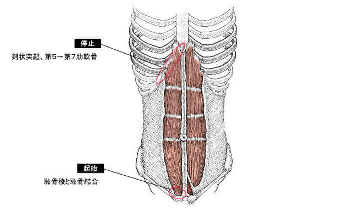 腹直筋 イラスト