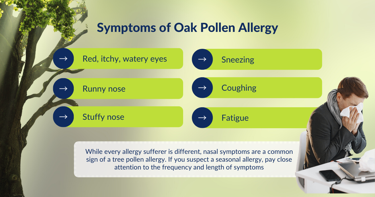 The symptoms of oak pollen allergy can include: red, watery, itchy eyes; runny nose; stuffy nose; sneezing; coughing and fatigue.