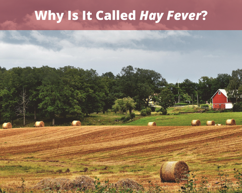 Why Is It Called Hay Fever?