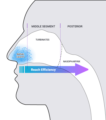 Spray Pump Deposition on the Nasal Cavities