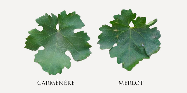 Comparison of Carménère & Merlot leaves 