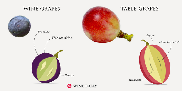 Wine grapes vs. Table grapes graphic
