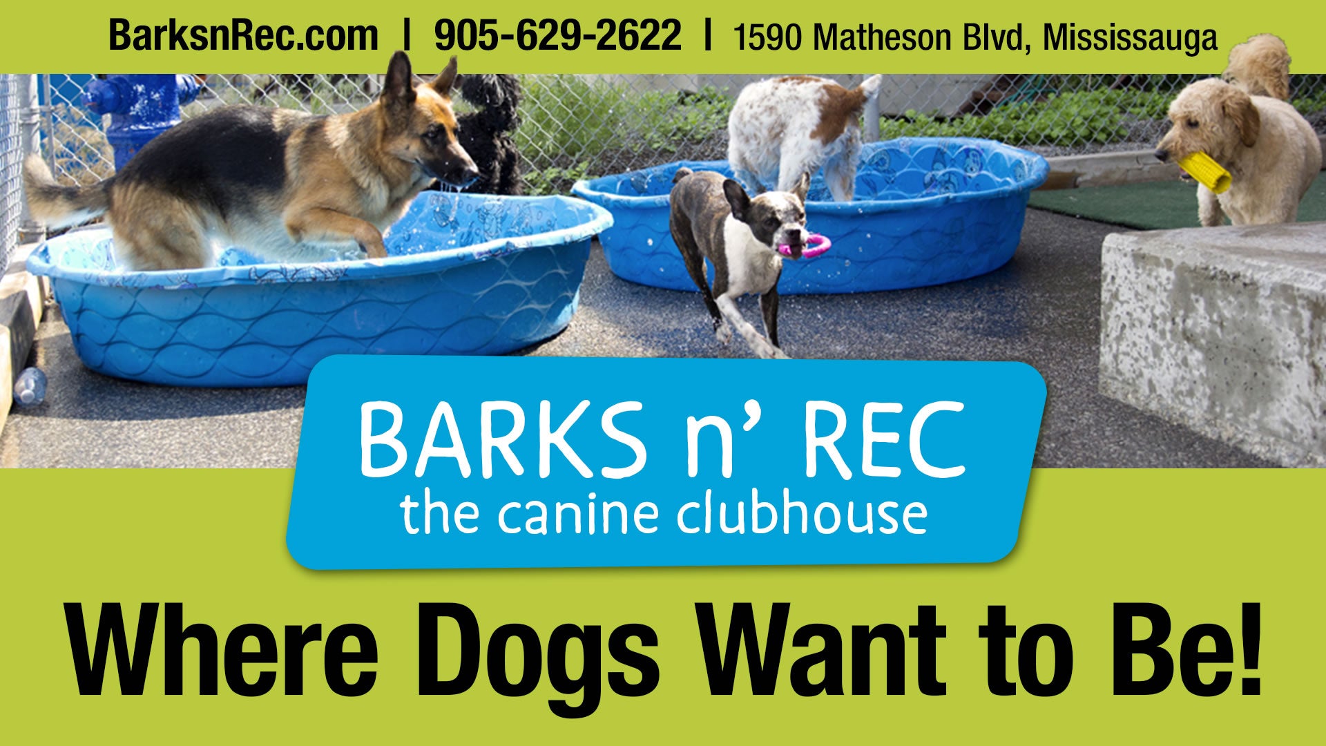 Barks n' Rec - The Canine ClubHouse – Where dogs want to be.