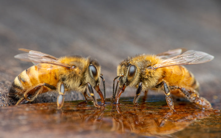 Create a bee bath