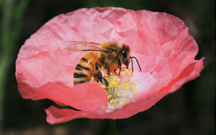 Plant a bee garden