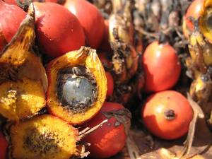 Paha ja hyvä palmuöljy | Ruohonjuuren blogi – Ruohonjuuri