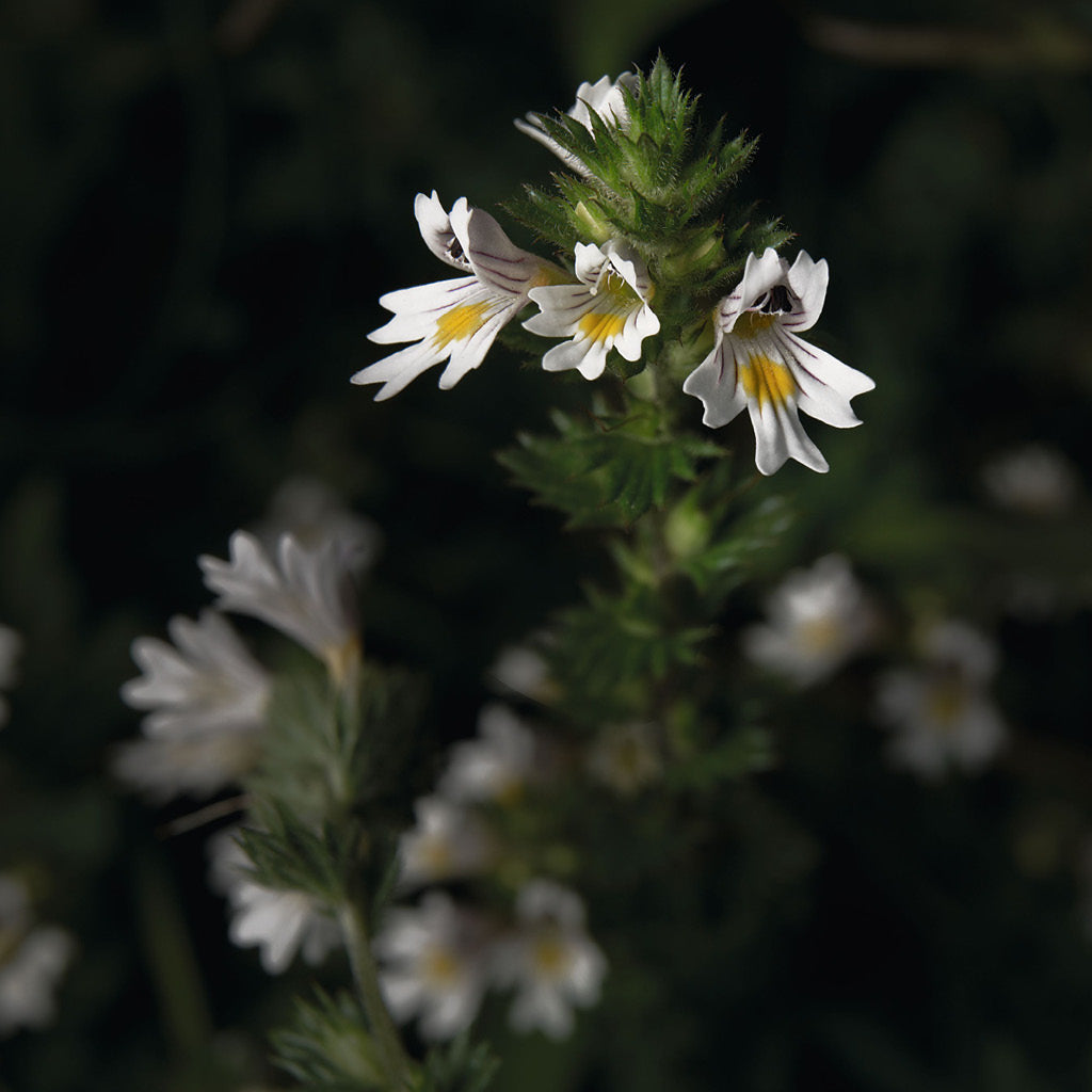 Dr.Hauschka blogi, kuvassa Eyebright - Euphrasia officinalis kasvi