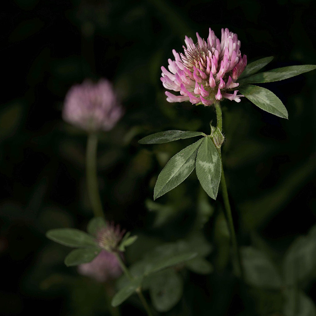 Dr.Hauschka blogi, kuvassa Rotklee - Trifolium pratense kasvi