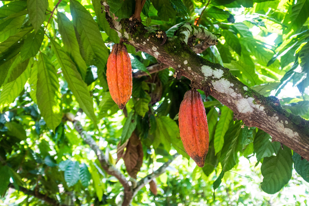 Whole raw cocoa beans are, of course, the most unprocessed cocoa product. 