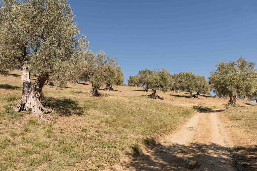 Bio Planete -sarjan oliiviöljyjen oliivien sadonkorjuumenetelmät kerätään vain vastuullisilla menetelmillä eikä sadonkorjuu aiheuta harmia linnuille. 