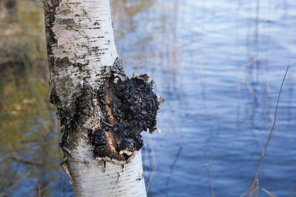 Chaga eli pakurikääpä on lääkinnällinen sieni