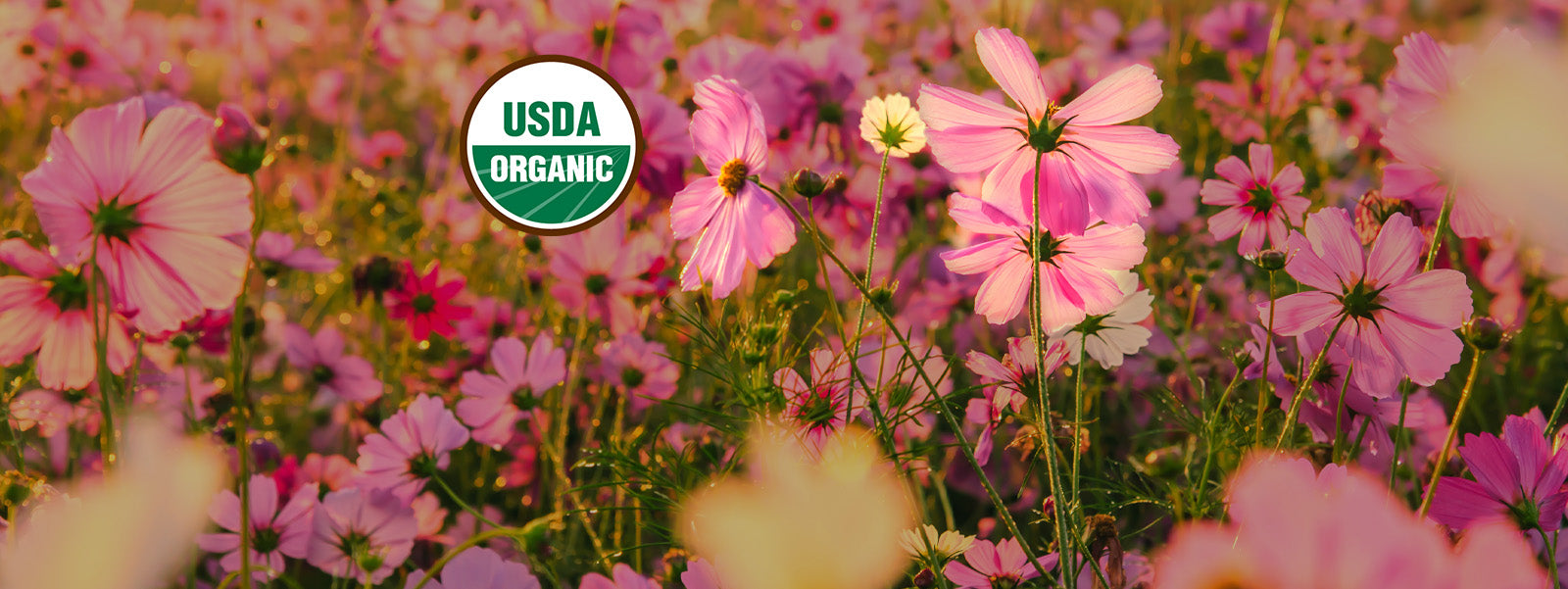 Wild flower field