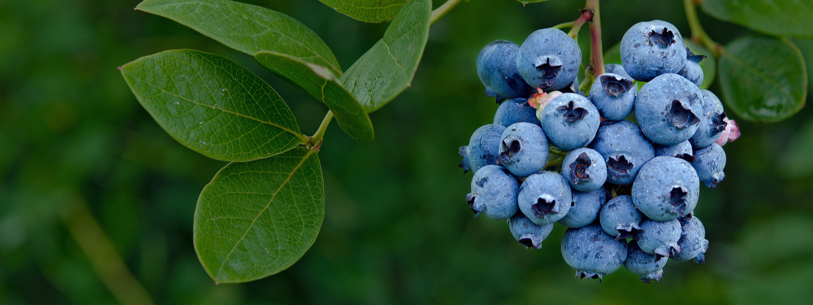 Wild Blueberries