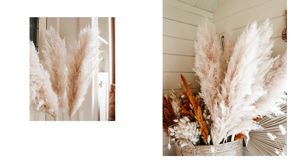 gedroogde pampas pluimen flowers to stay cortaderia