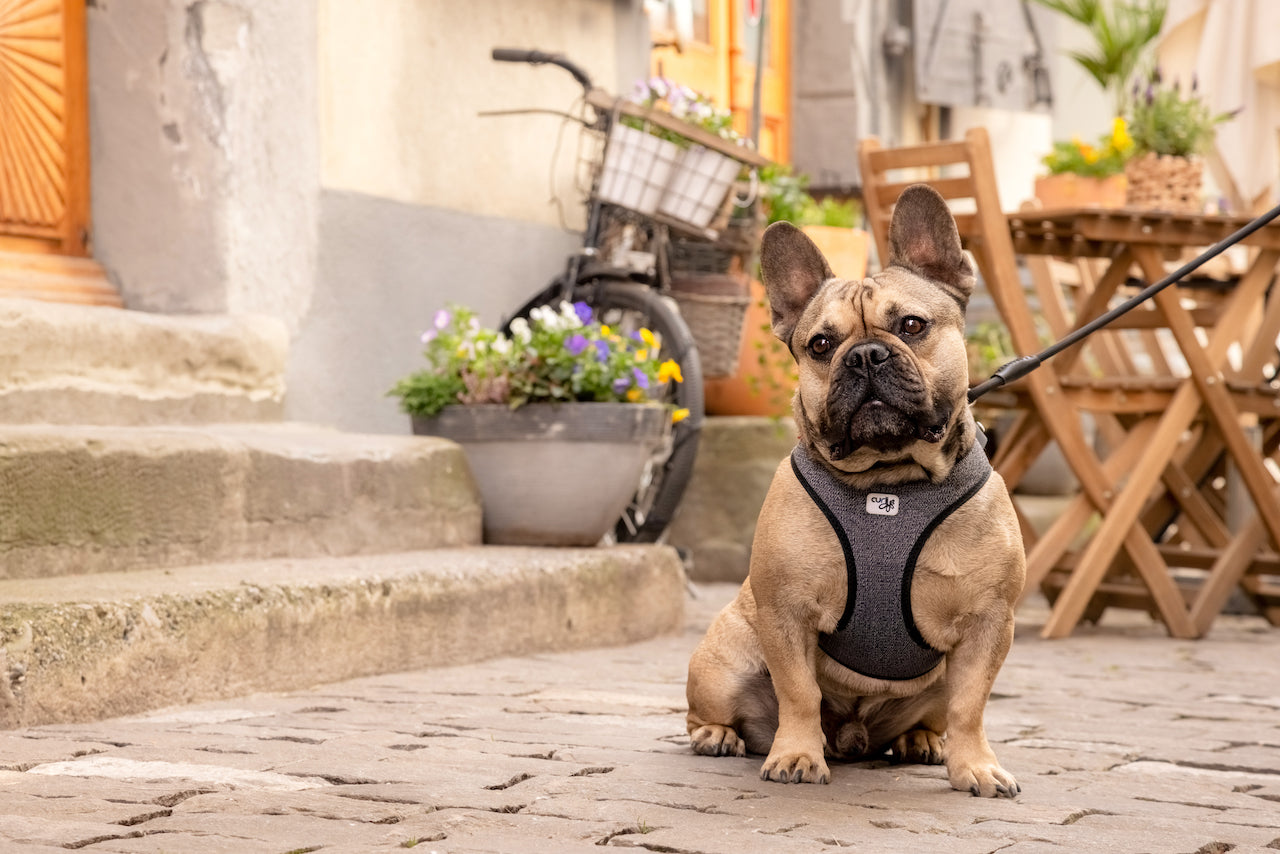 Französische Bulldogge in freudiger Pose, ausgestattet mit dem komfortablen und stilvollen Curli Geschirr Merino in einer natürlichen Outdoor-Umgebung.