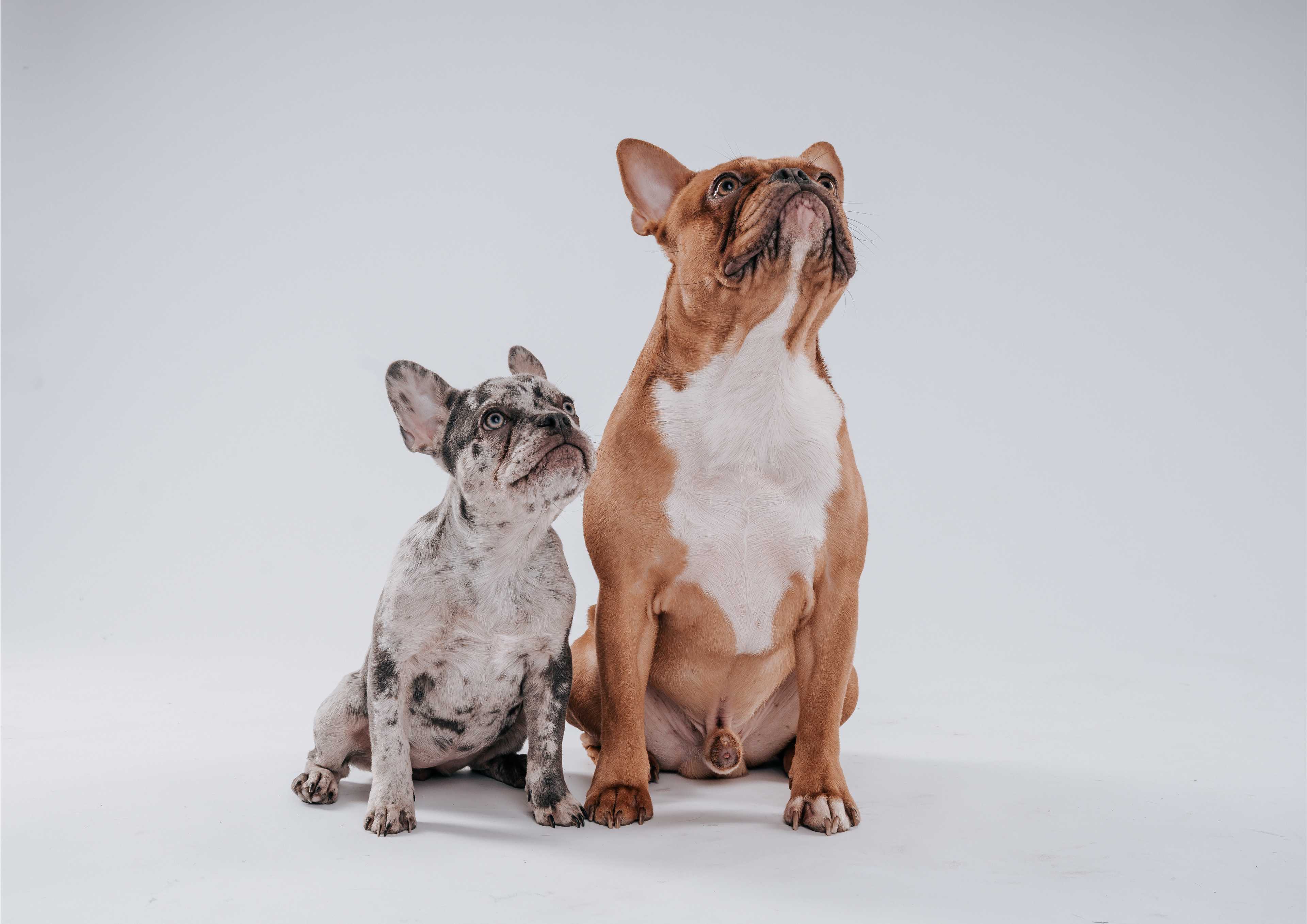 Zwei französischen Bulldoggen die aufmerksam auf ihr leckeres Hundefutter wartet