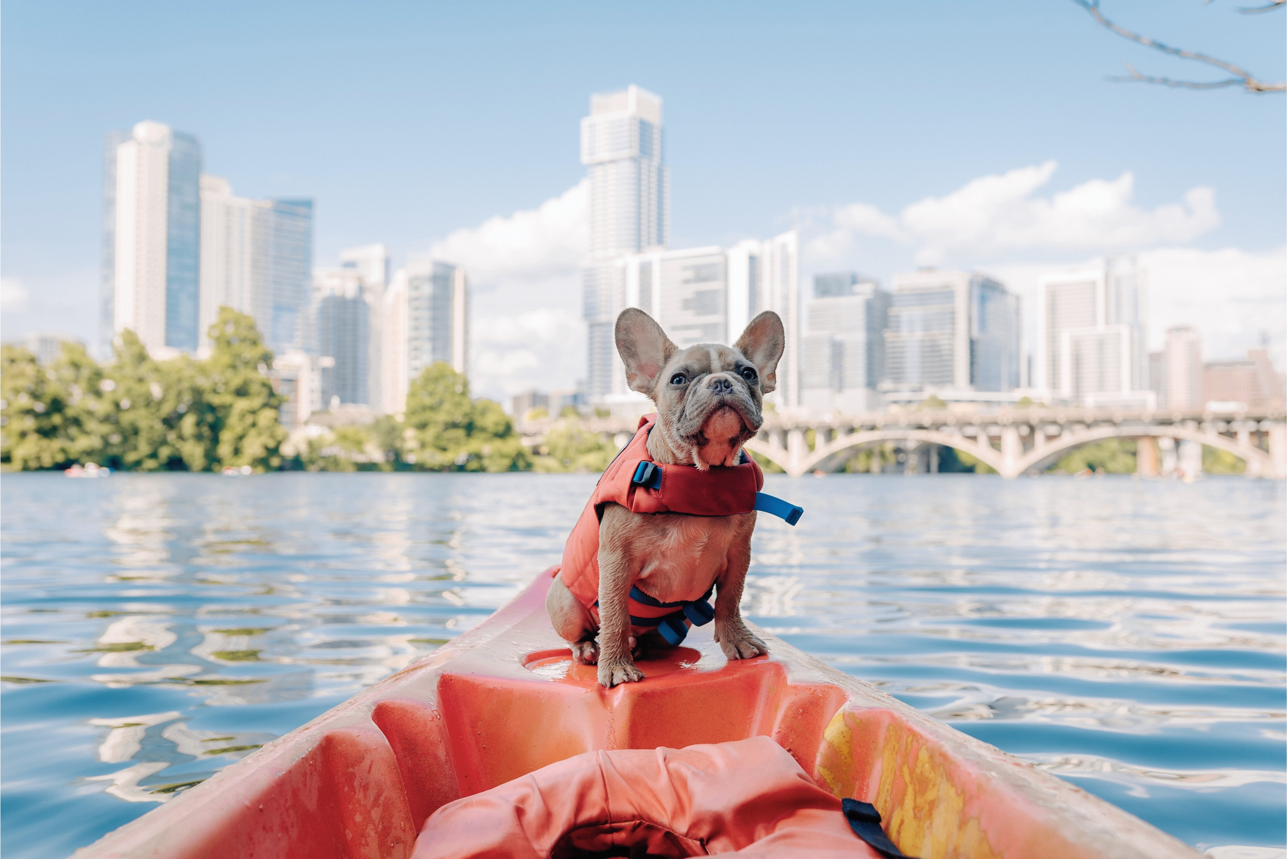 Eine Französische Bulldogge mit einer Schwimmweste auf einem Kanu