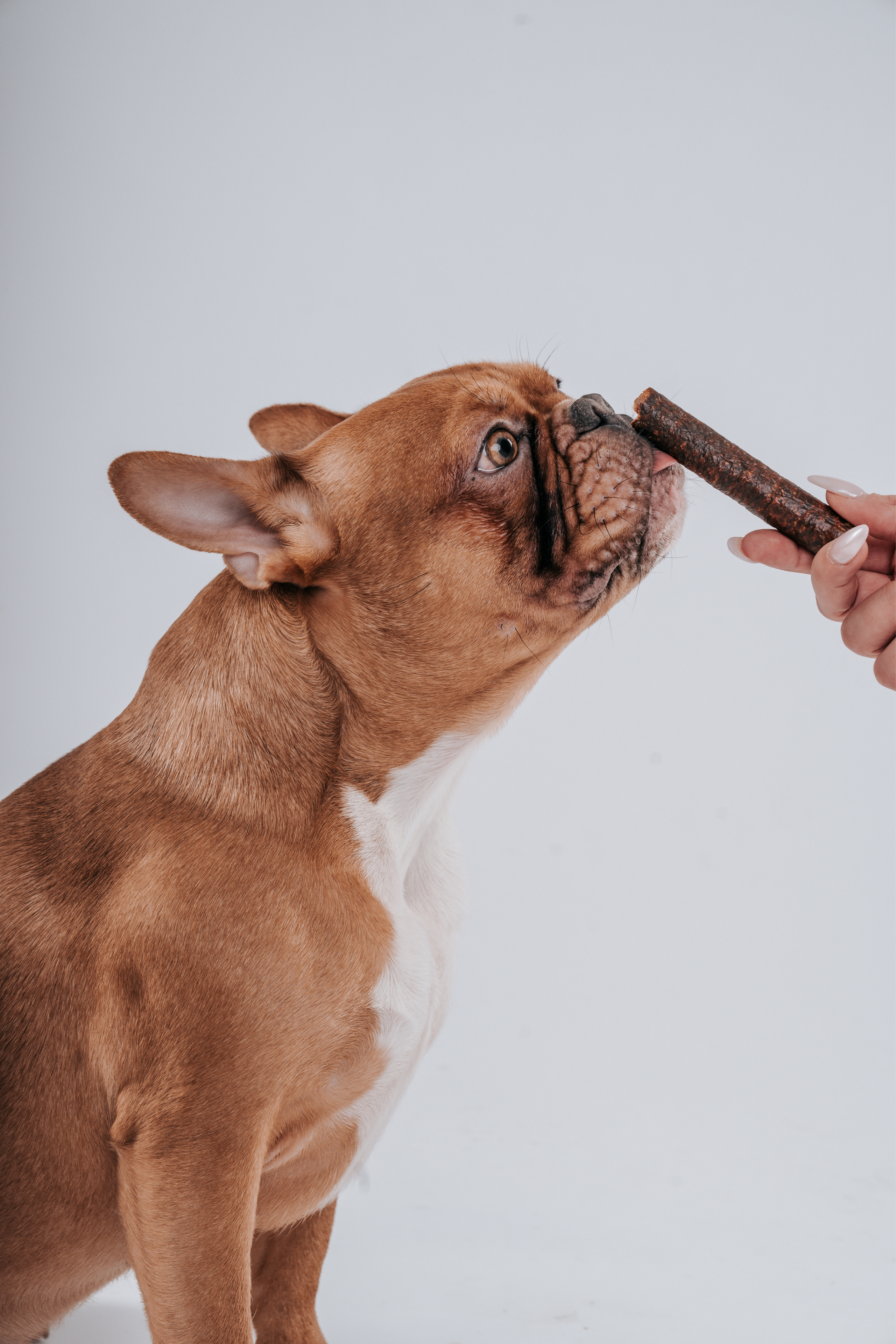 Französische Bulldogge, die aufmerksam auf ihr leckeres Hundefutter von Pets Deli wartet
