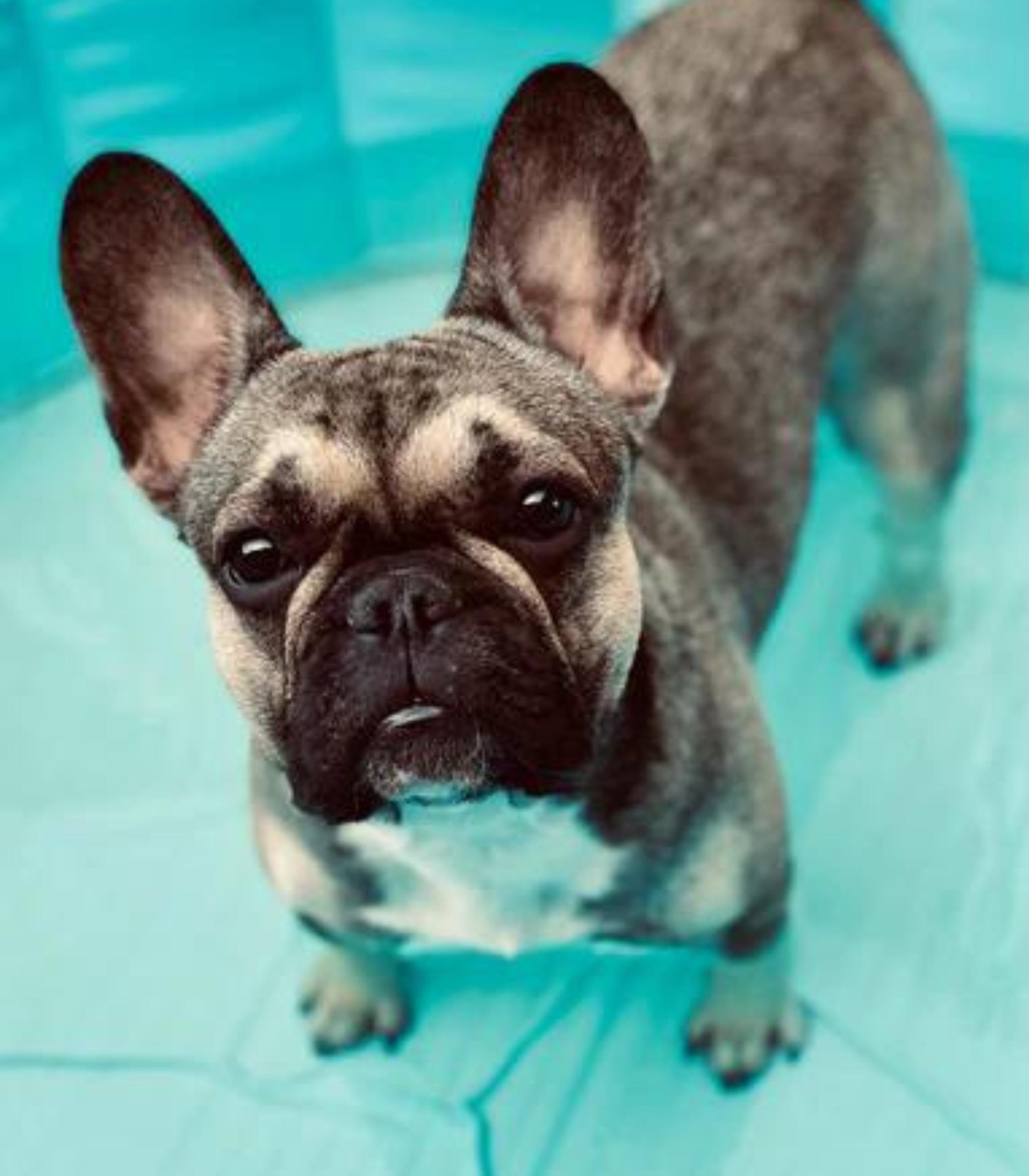 Dogs Supreme © Online-Shop ☆ Französische Bulldogge genießt die eine frische Abkühlung im Hunde Pool 