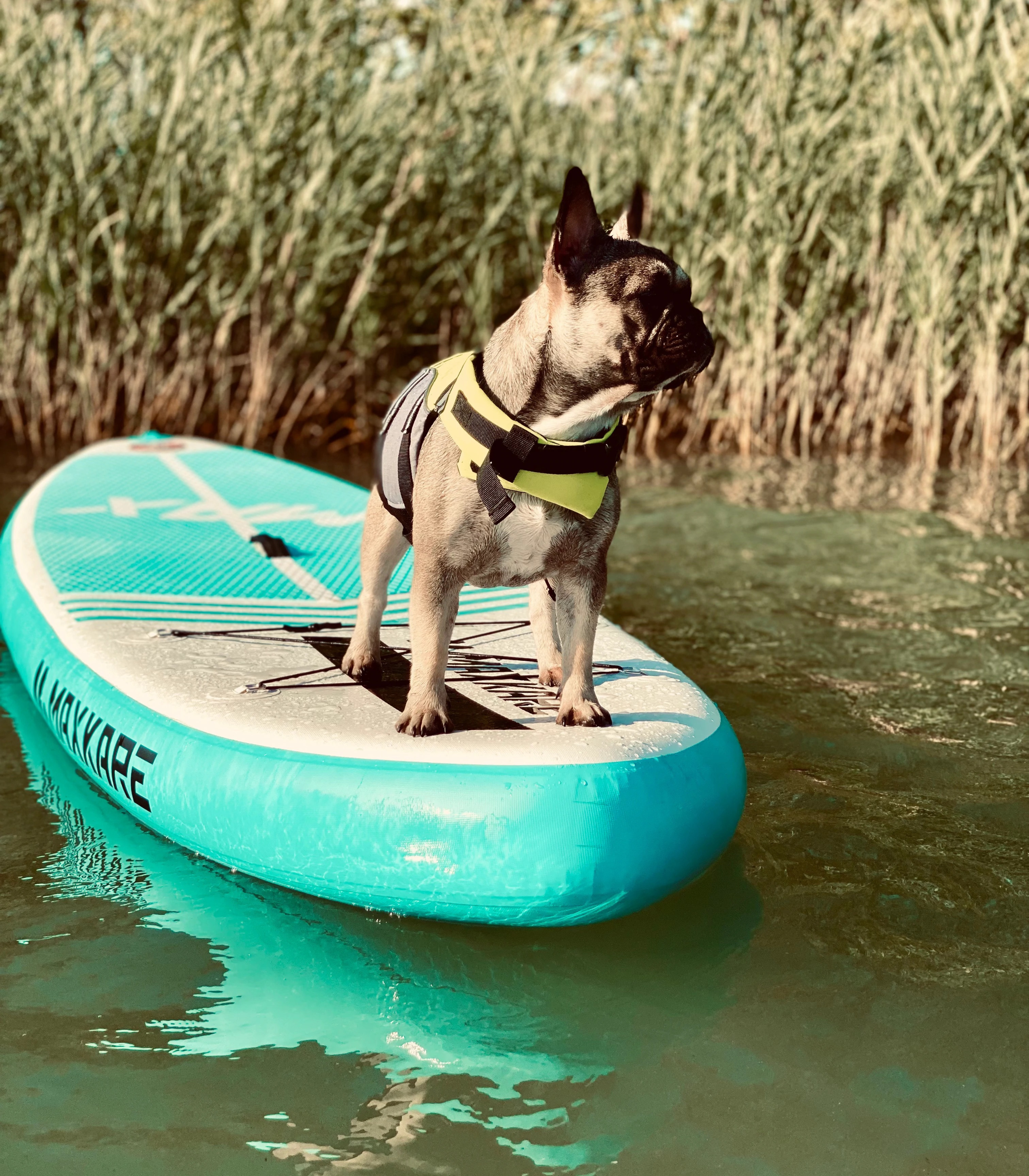 Französische Bulldogge auf einen Kanu mit einer Hundeschwimmweste