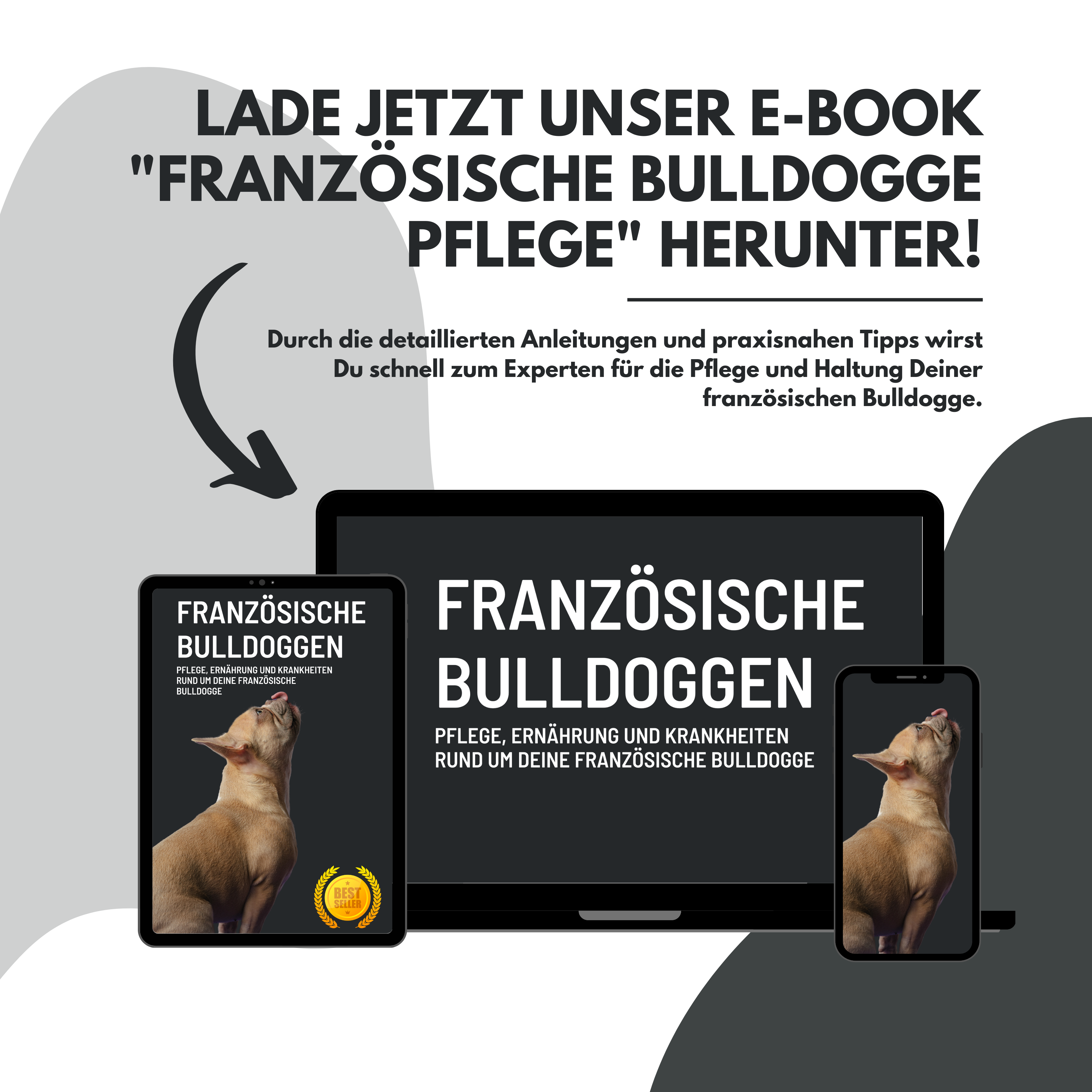 Französische Bulldogge Welpen - Preis, Erziehung
