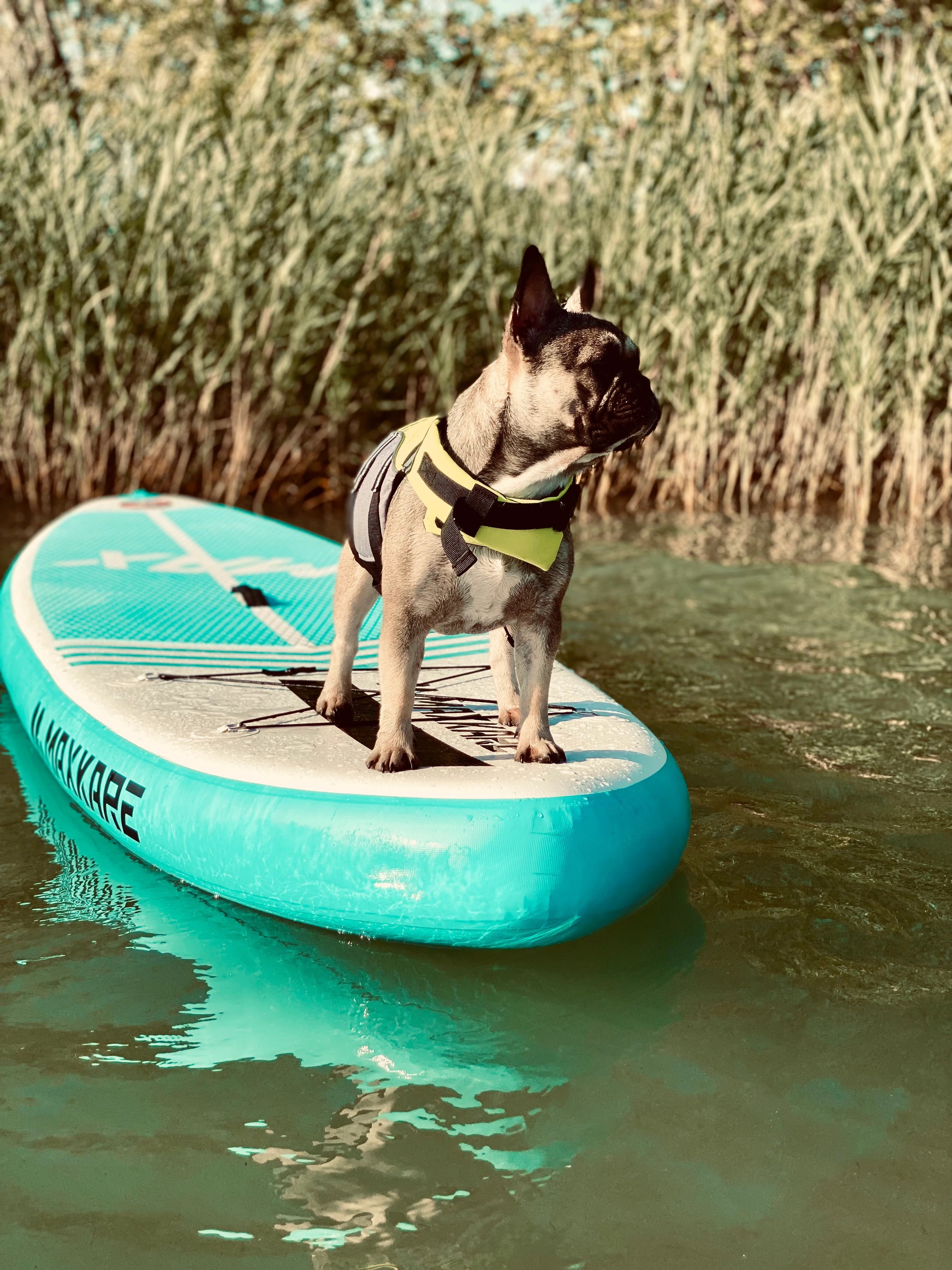 Hunde-schwimmweste für französische Bulldoggen
