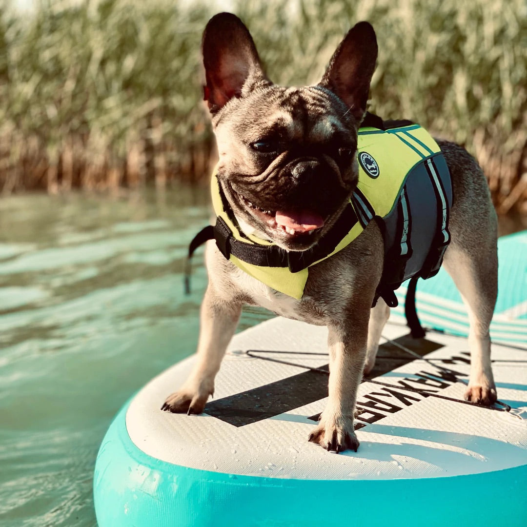 Hunde-schwimmweste für französische Bulldoggen mit Haiflosse