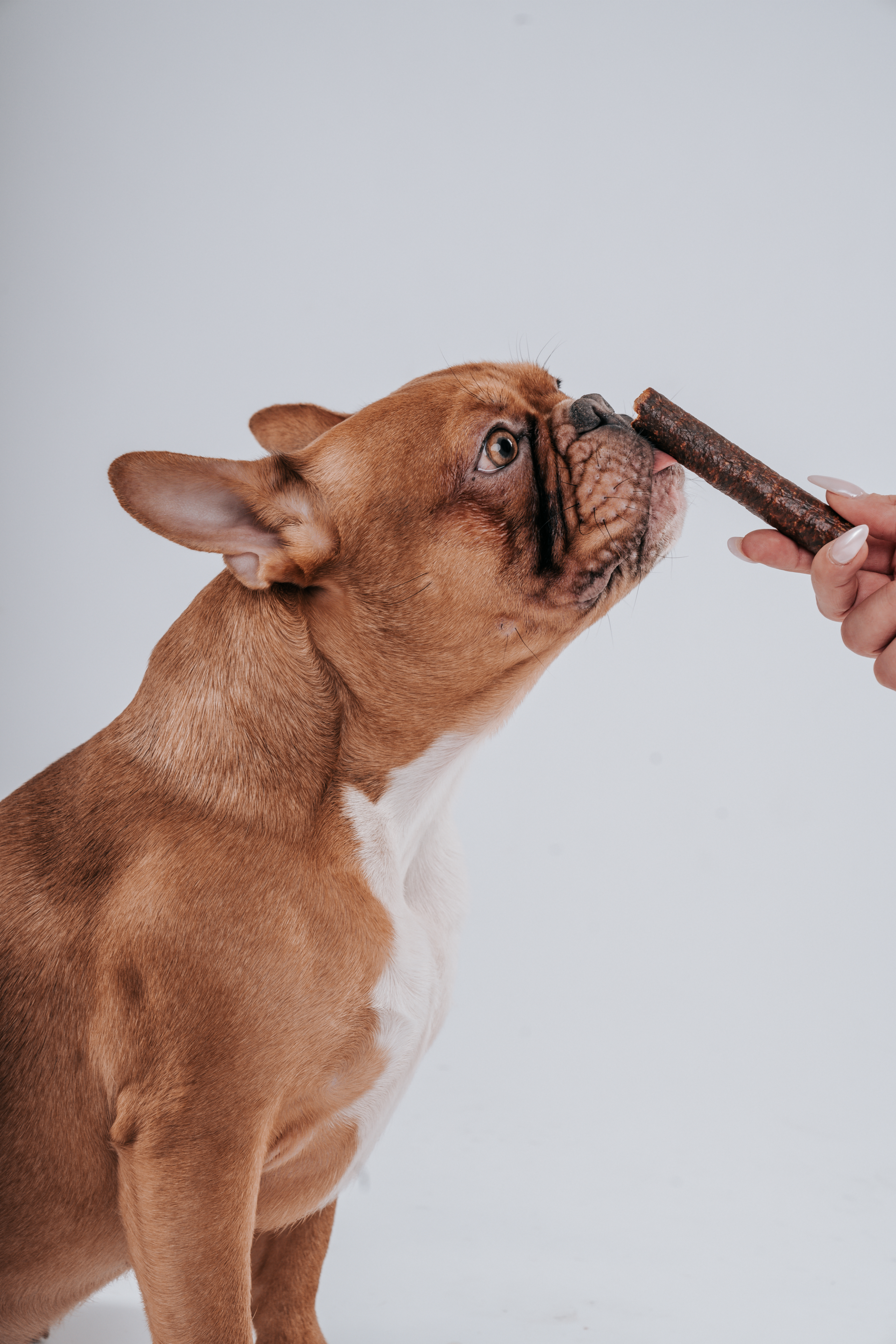 Französische Bulldogge mit einem Leckerli