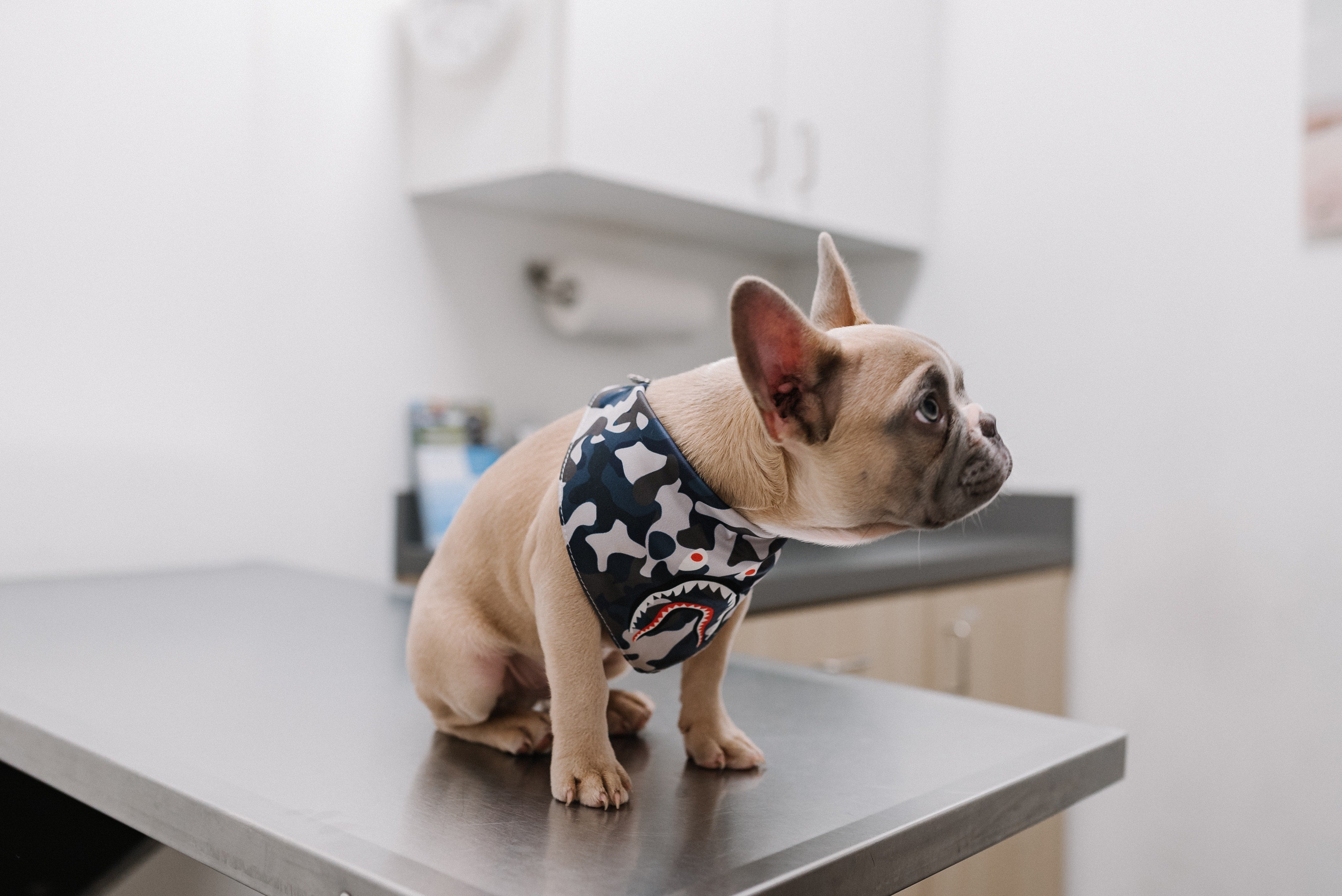 Warum eine Hundekrankenversicherung für Ihre Französische Bulldogge unerlässlich ist