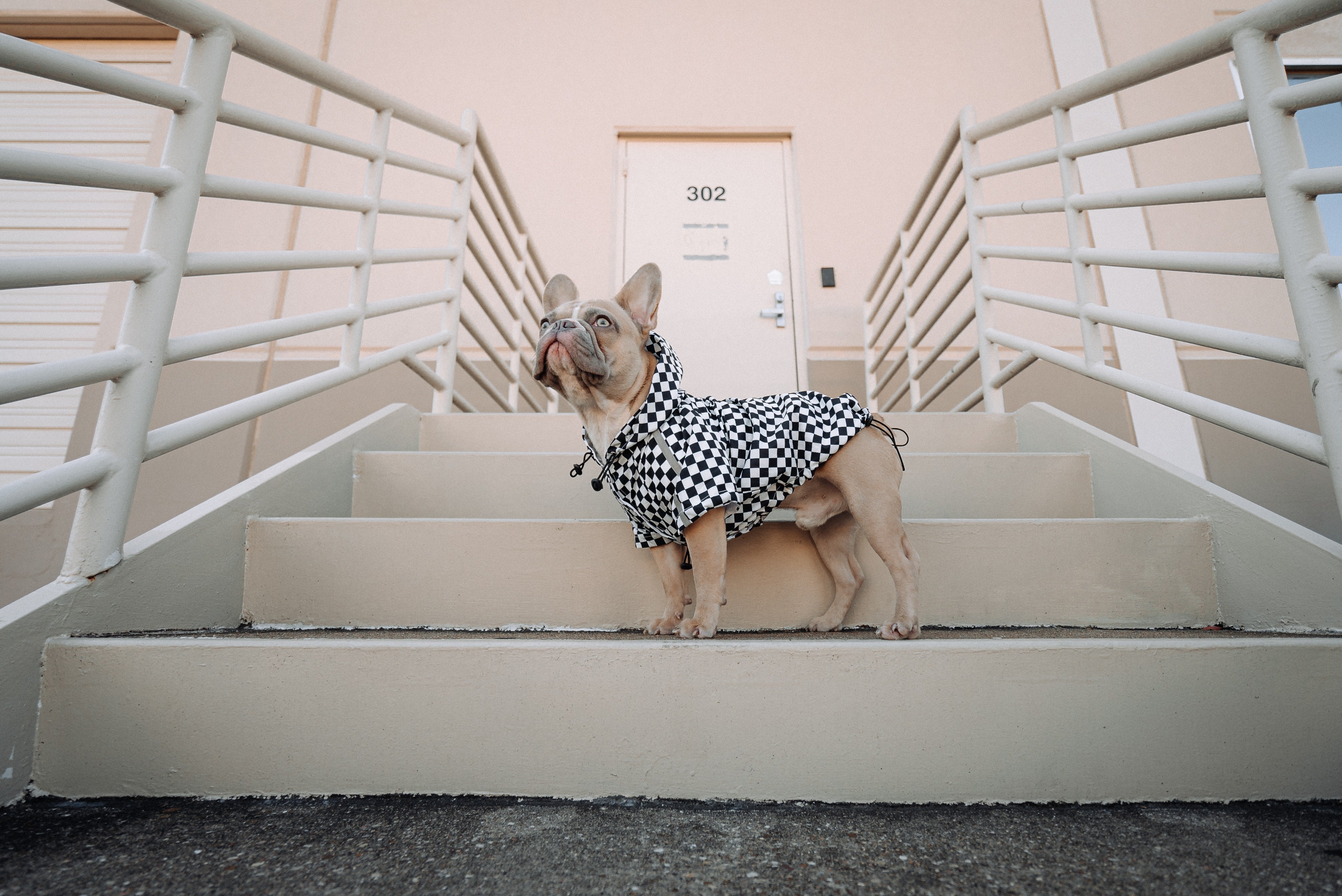 Brauchen Hunde Kleidung