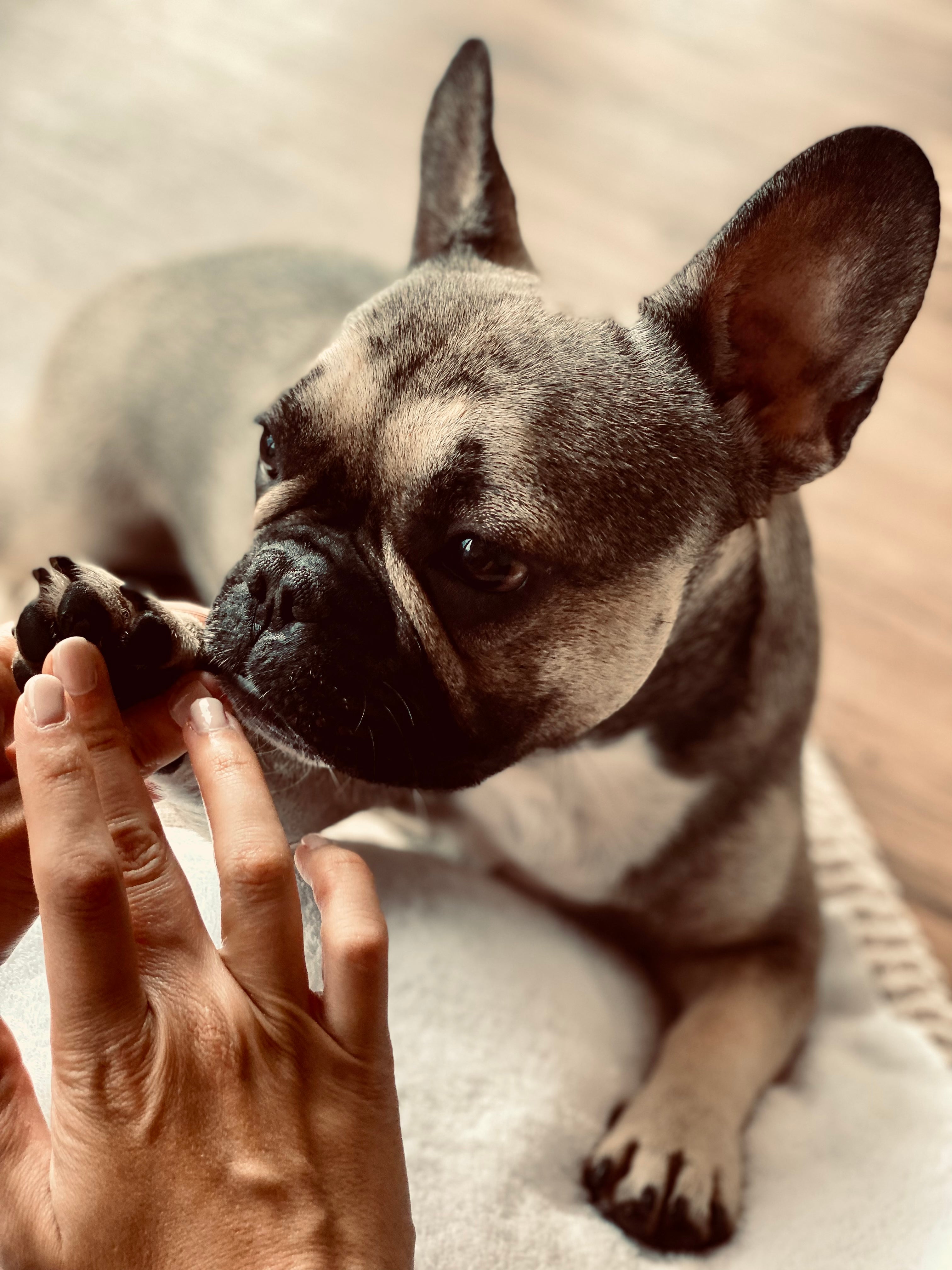 Pfotenpflege für französische Bulldogge