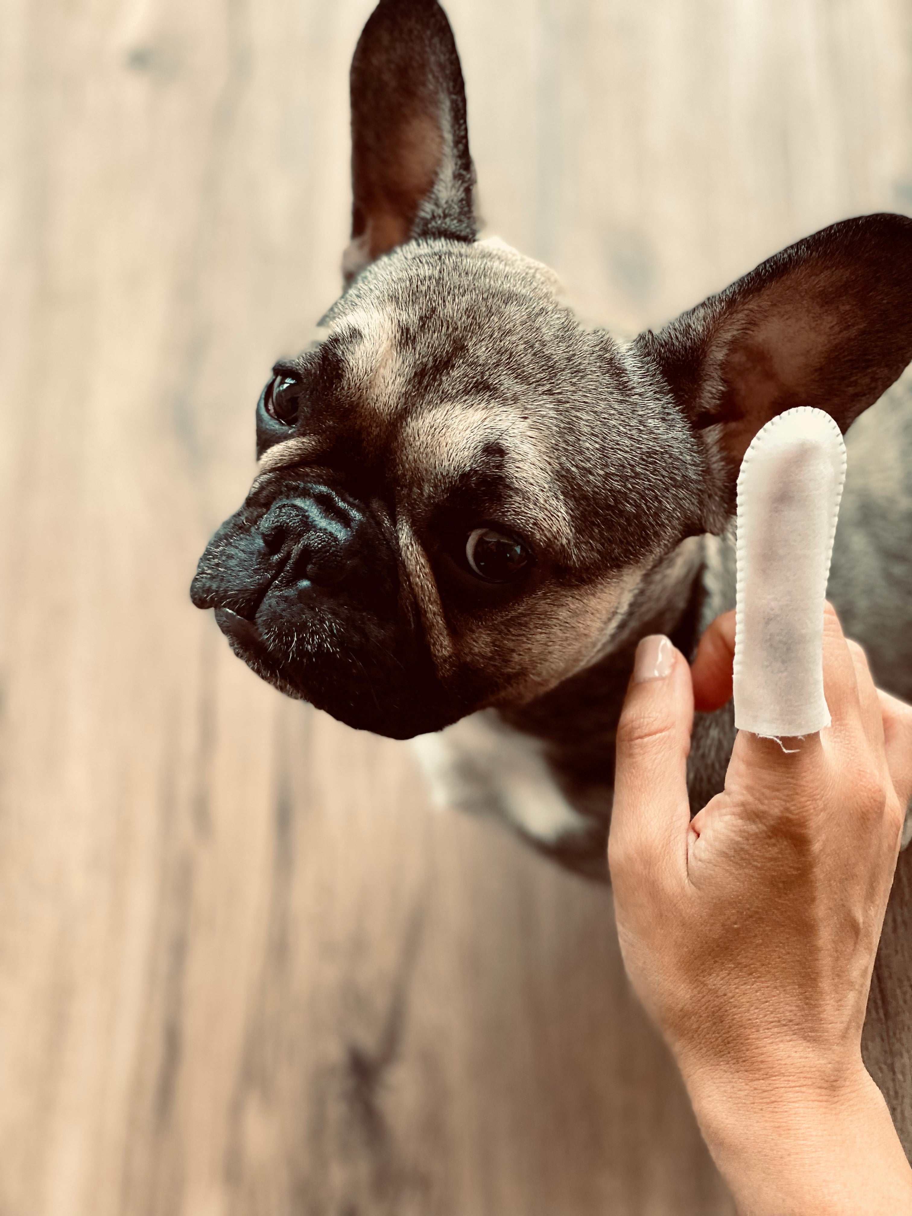 Ohrenpflege für französische Bulldogge