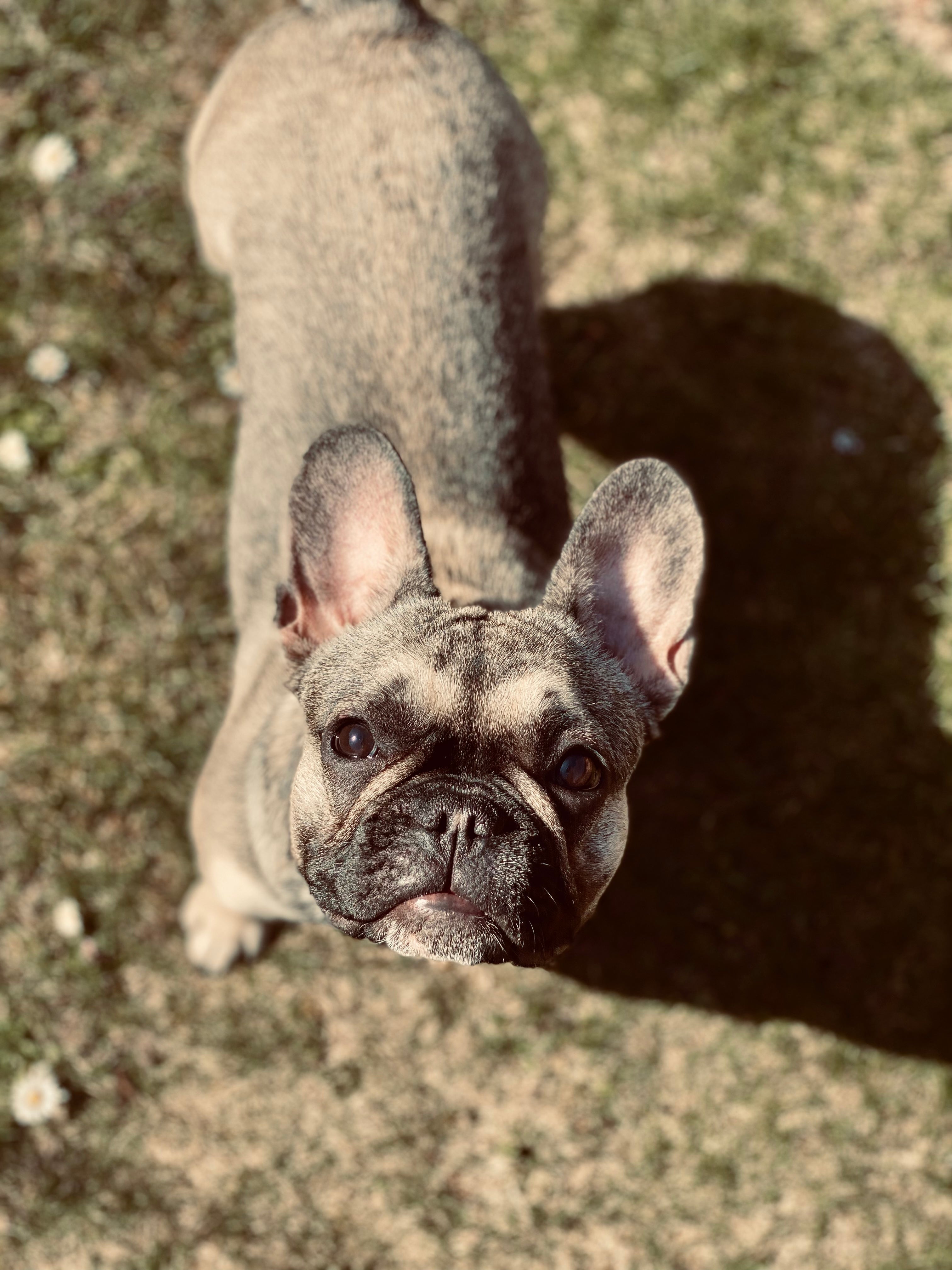 französische-bulldogge-sommer-hitze-dogs_supreme