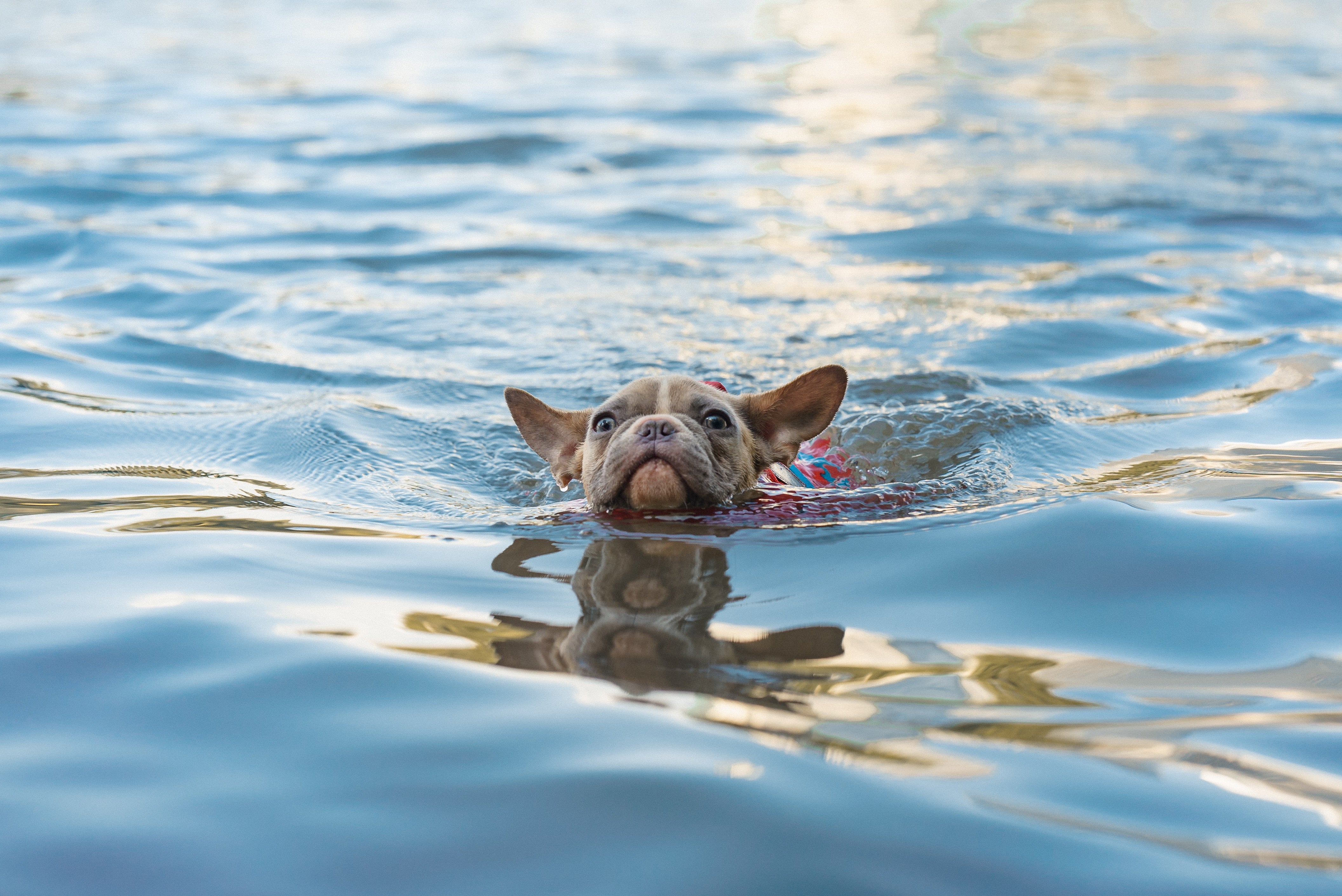 Eine französische Bulldoggen im Wasser die schwimmt