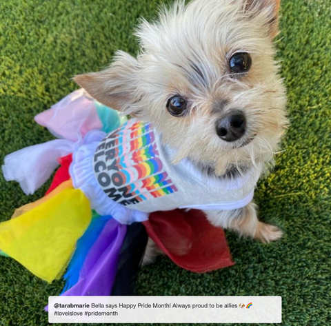Pride Dog Costume