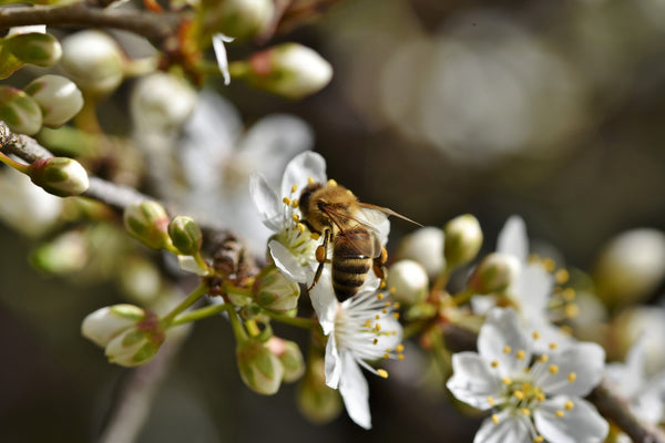 本地蜜蜂從麥盧卡花中採集花蜜