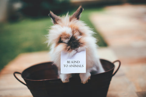 Be Kind To Animals