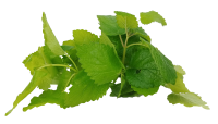 hojas de menta verde