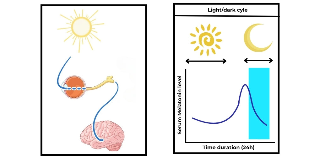 Illustration montrant le lever du soleil activant la rétine, réduisant les niveaux de mélatonine pour favoriser l'éveil. Coucher de soleil représenté, signalant une augmentation de la mélatonine p