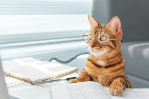 cat sitting at desk hard at work wearing reading glasses